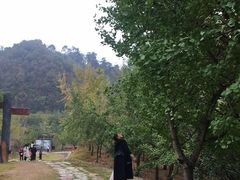 -千年银杏谷文化旅游区