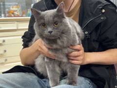 -喵百万·布偶·蓝金金渐层英短·猫舍(百子湾店)