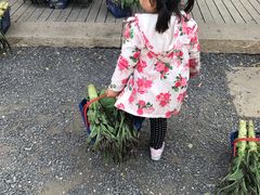 -田园东方蜜桃村的田野营地