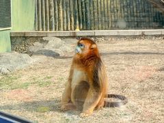 -大连森林动物园