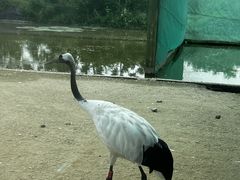 -盐城丹顶鹤湿地生态旅游区