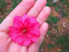 -南国桃园旅游度假区