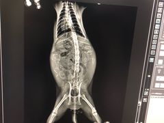 -贝利宠物医院·骨科·眼科·肿瘤转诊中心(南坪诊疗中心)