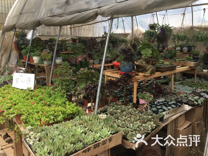 花卉市场地址,电话,简介(南京)-百度地图