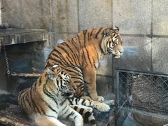 -西安秦岭野生动物园