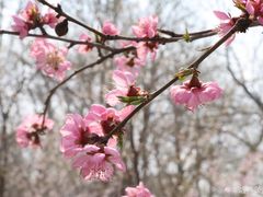 -桃花堤公园