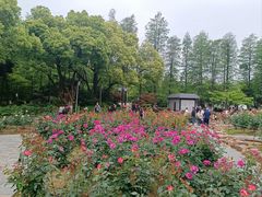 -红梅公园
