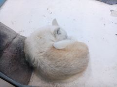 -海合安青岛极地海洋公园