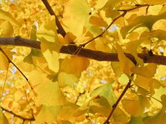 -遵化市禅林寺古银杏风景园