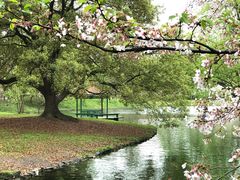 -上海共青森林公园