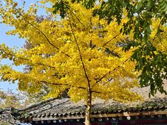 -少华山国家森林公园