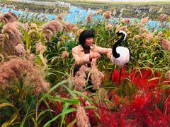 -盐城丹顶鹤湿地生态旅游区