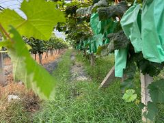 -马陆小张葡萄园农家乐