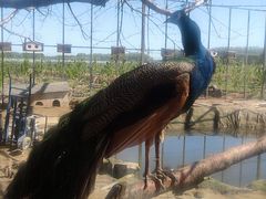 -河北村民俗体验园