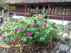 -上海醉白池公园