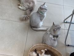 -怪兽屋·羊驼·猫咖·狗咖(俊华广场店)