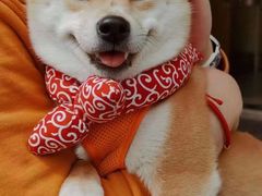 -萌宠之家·腊肠犬·马尔泰·小体犬舍