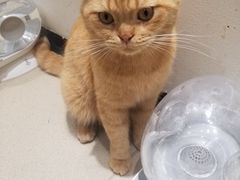 -藏猫猫咖啡主题馆(中央大道店)