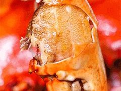 -七欣天香辣蟹火锅(无锡金太湖国际城店)