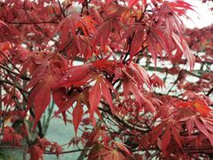 -昆山城市生态森林公园