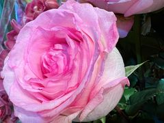 -双季花艺园艺市场(浦东店)