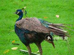 -深圳野生动物园
