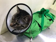 -米苏动物医院·犬猫专科·骨科外科内窥镜