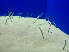 -上海海洋水族馆