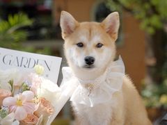 -翊宠yipet猫狗购宠庄园犬舍•猫舍