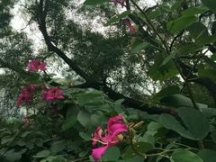 -金鸡山公园