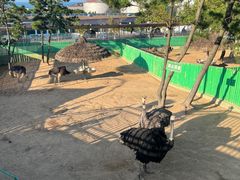 -西霞口神雕山野生动物世界