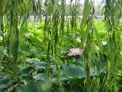 -莲花池公园