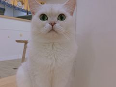 -李小姐の猫咖啡馆(五角场店)