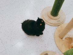 -喵园·猫主题咖啡厅·撸猫·猫咖(国贸店)