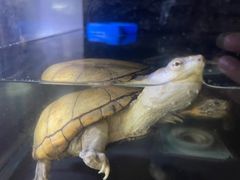 -灵龟之家百象馆(百象馆联合旗舰店)