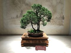 -扬州大运河文化旅游度假区·盆景园