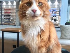 -瞄一喵猫咖(格力海岸店)