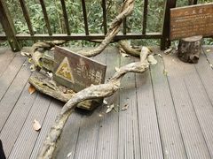 -普洱太阳河森林公园