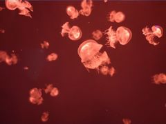 -福州罗源湾海洋世界旅游区