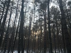 -帽儿山国家森林公园