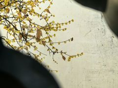 -个园