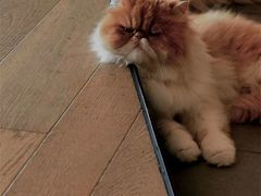 -CAT’S MEWSTAR CAFE·喵星球猫屋(晴湾咖啡店)