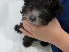 -佳雯宠物医院(金华南路分院)