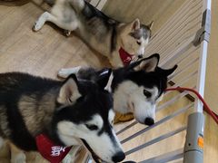 -Husky Go! 哈士奇体验馆·宠物咖啡厅狗咖