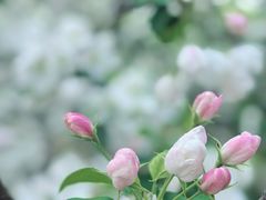 -海棠花溪(元大都城垣遗址公园)