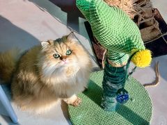 -豆逗聊愈猫阁Easy Life