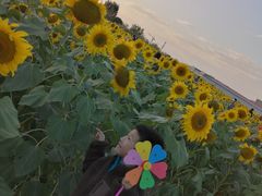 -映月湖中央公园