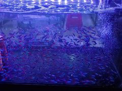 -中环花鸟鱼虫市场