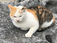 -上海市龙华烈士陵园