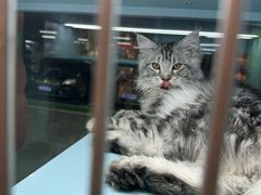 -FAELING PETS美天灵宠物(合生汇店)